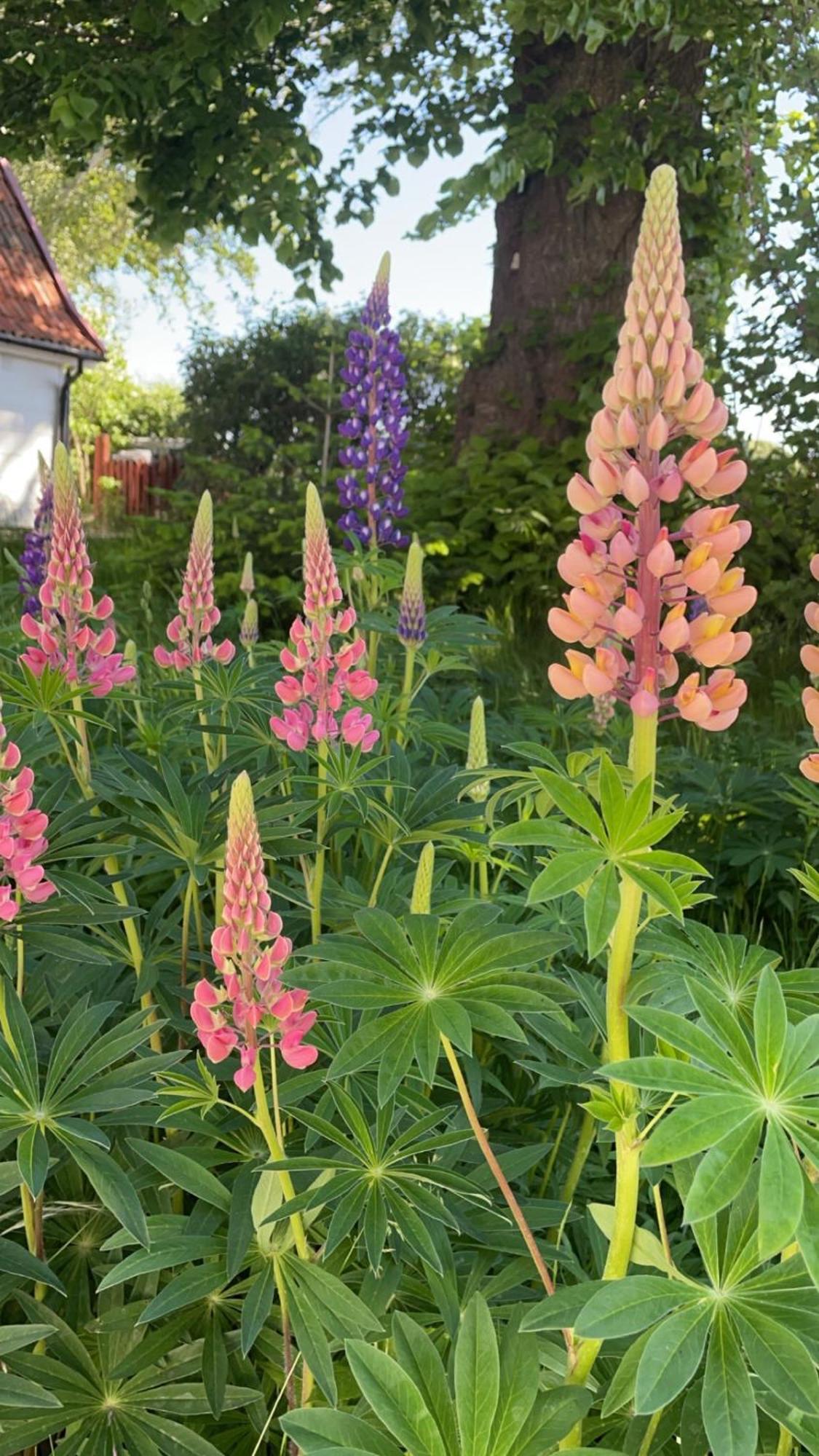 Trennegarden B&B Mjohult  Exterior photo